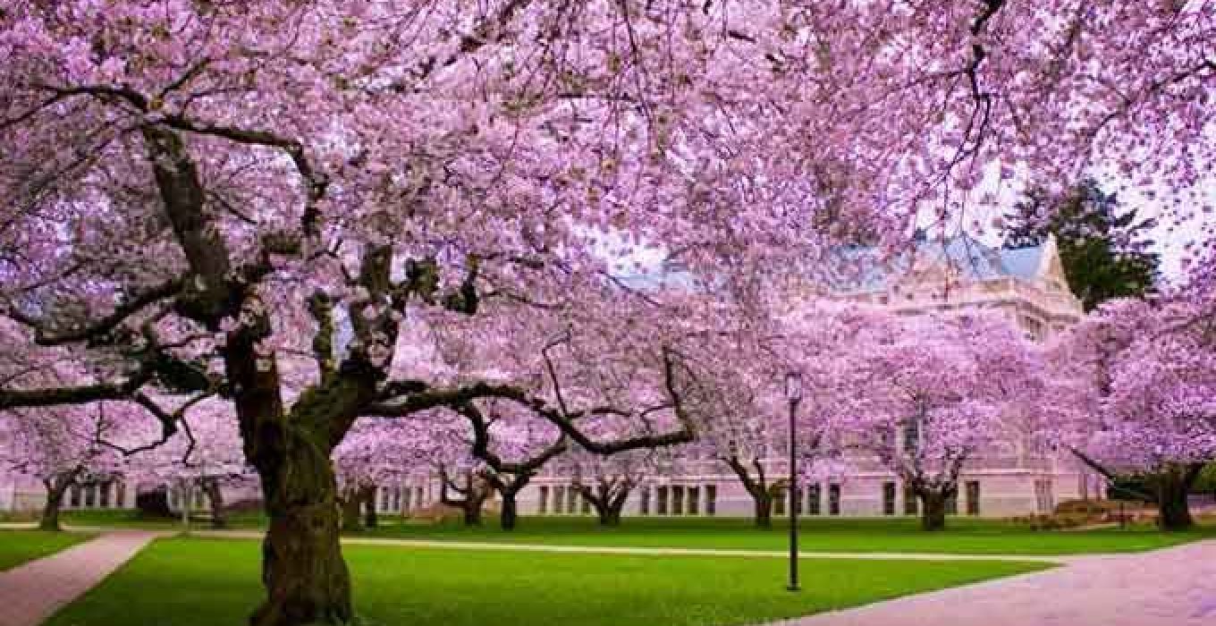 Kebun Raya Cibodas Sakura - Cherry Blossom In Shillong , HD Wallpaper & Backgrounds