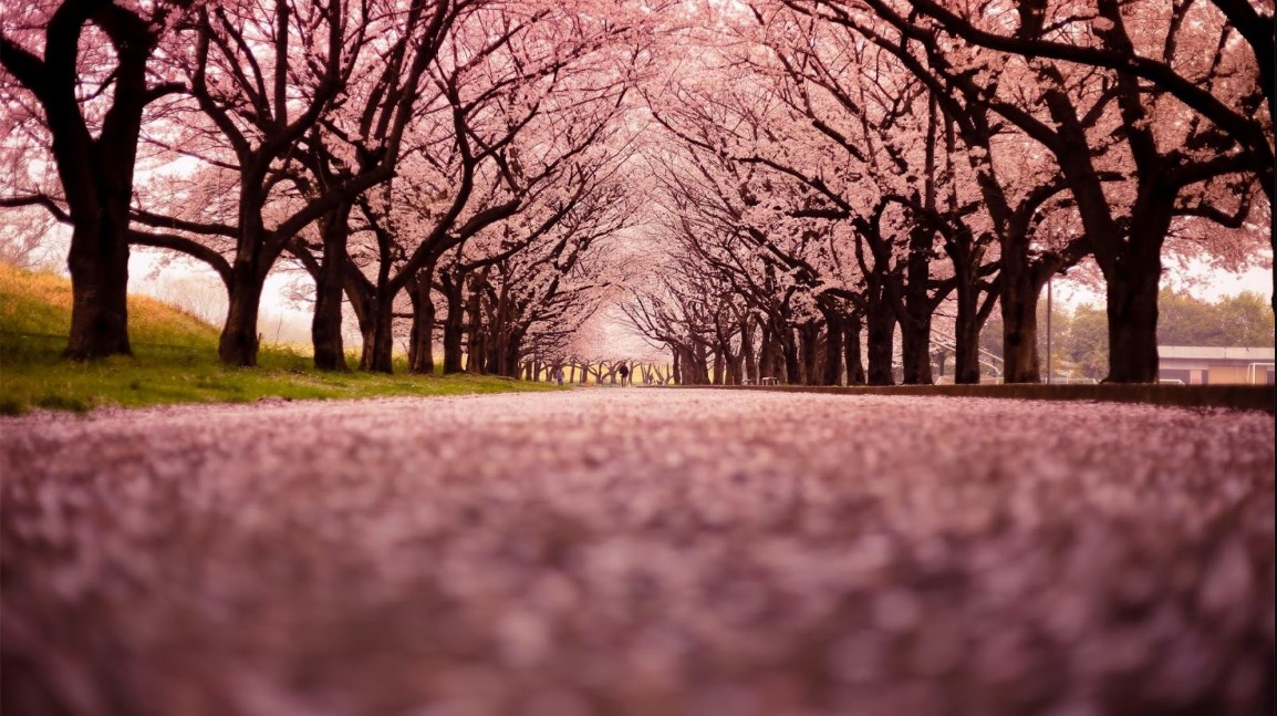 Gambar Wallpaper Bunga Sakura - Sakura Tree Wallpaper 4k , HD Wallpaper & Backgrounds