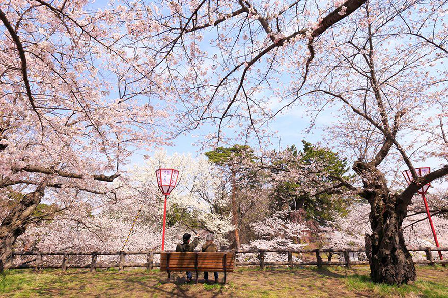 Image Joe Ishikawa - Couple Cherry Blossom Japan , HD Wallpaper & Backgrounds