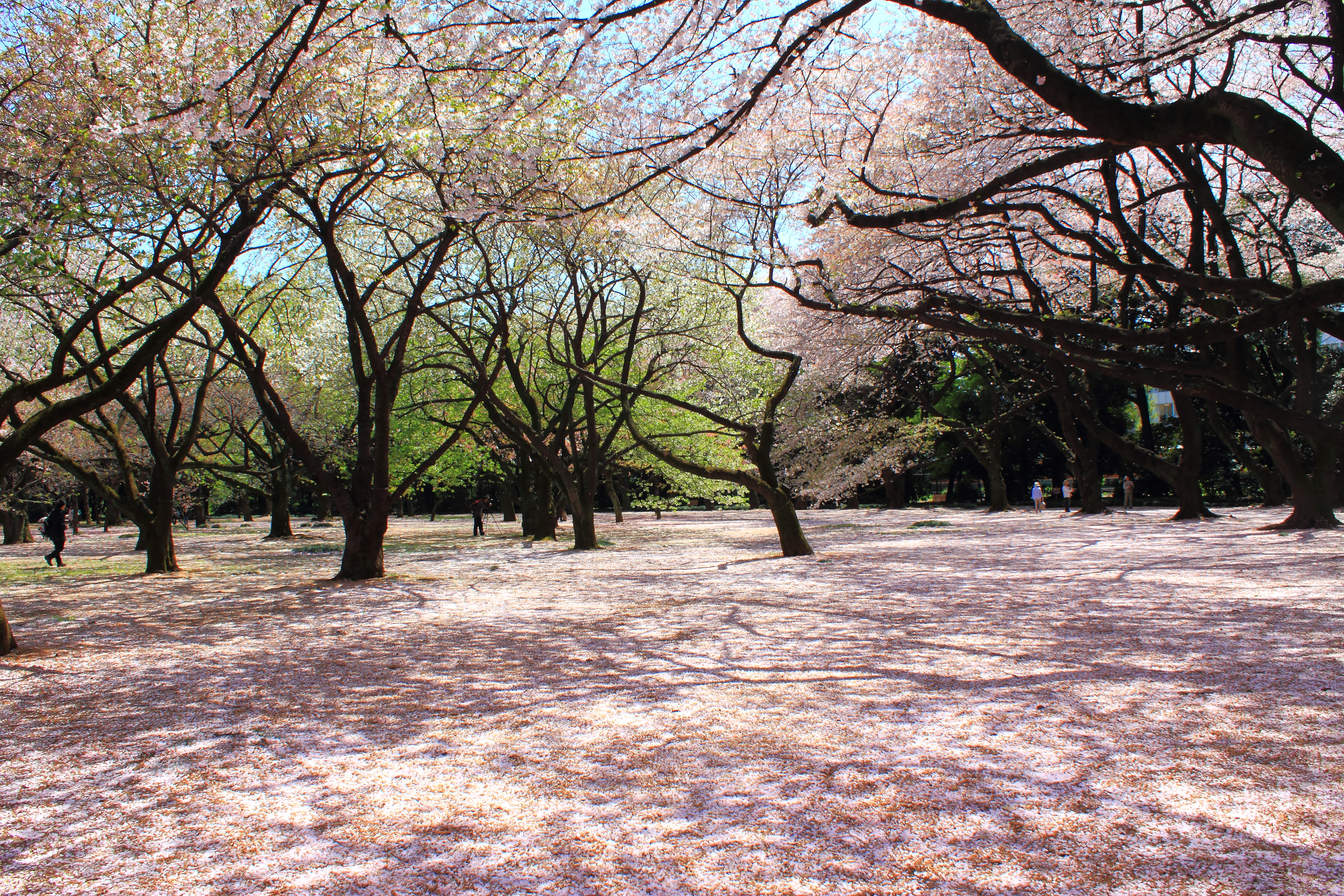 Shinjuku Gyoen National Garden , HD Wallpaper & Backgrounds