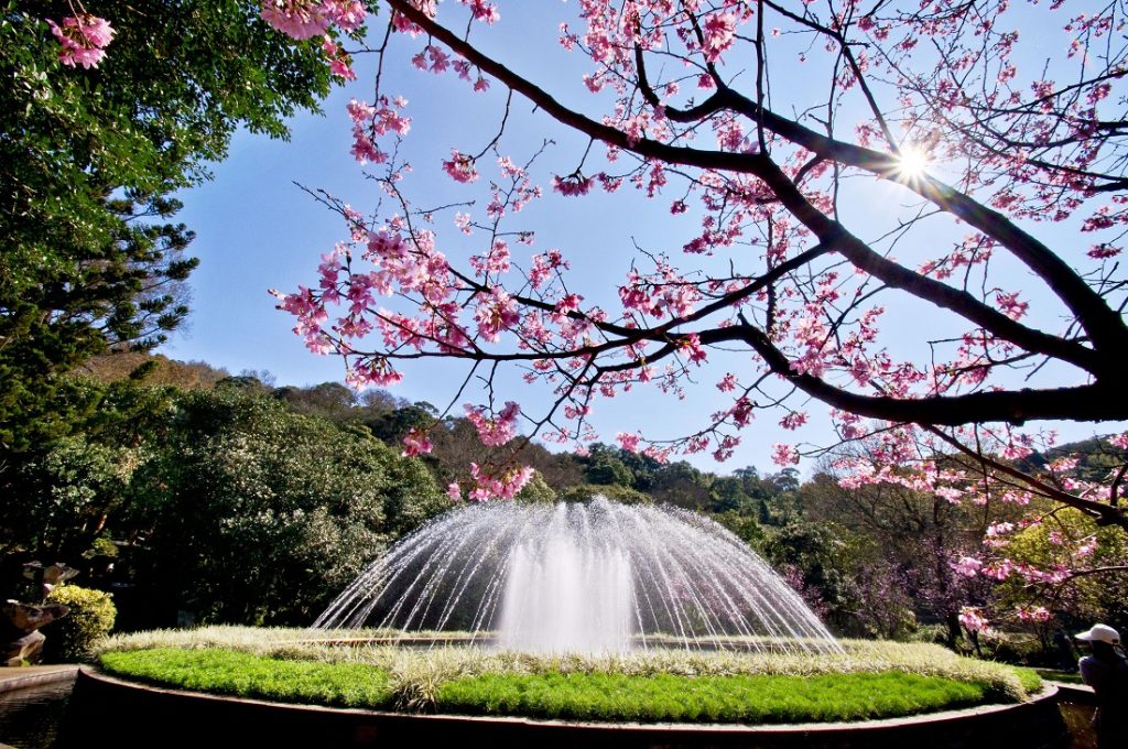 Yangmingshan National Park - Cherry Blossom , HD Wallpaper & Backgrounds