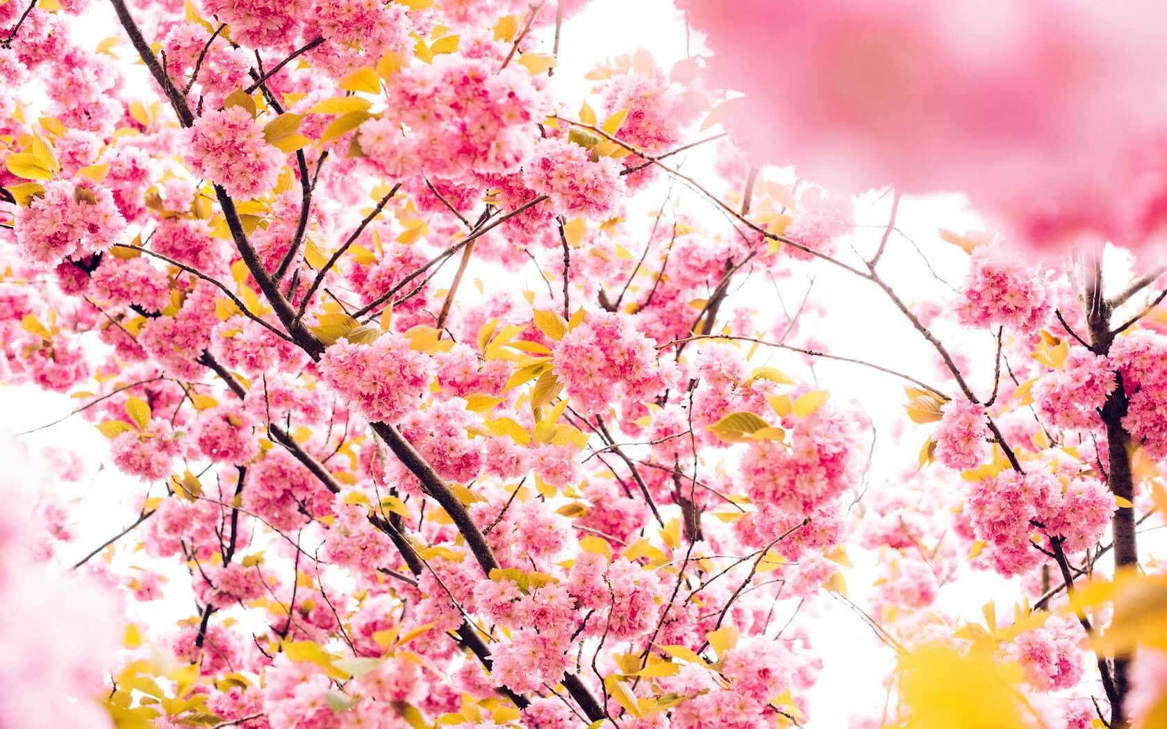 Yellow And Pink Cherry Blossom Tree , HD Wallpaper & Backgrounds