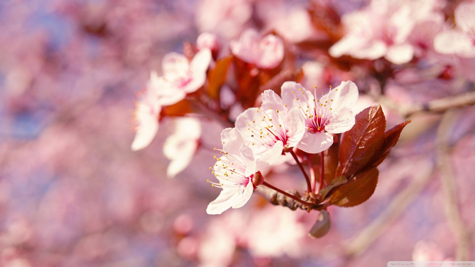 Pink Flowers Names And Pictures - Japanese Cherry Blossom Tree Hd , HD Wallpaper & Backgrounds