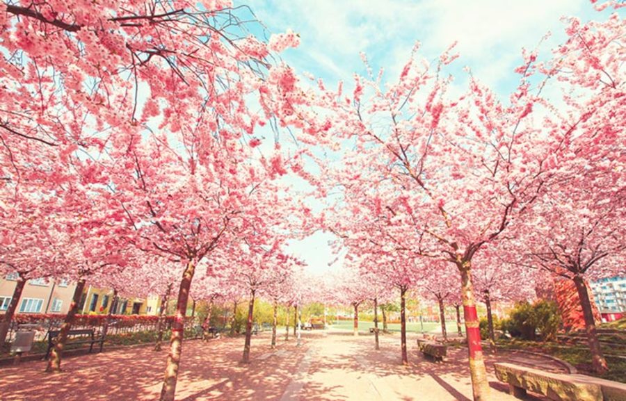 Mewarnai Gambar Bunga Sakura