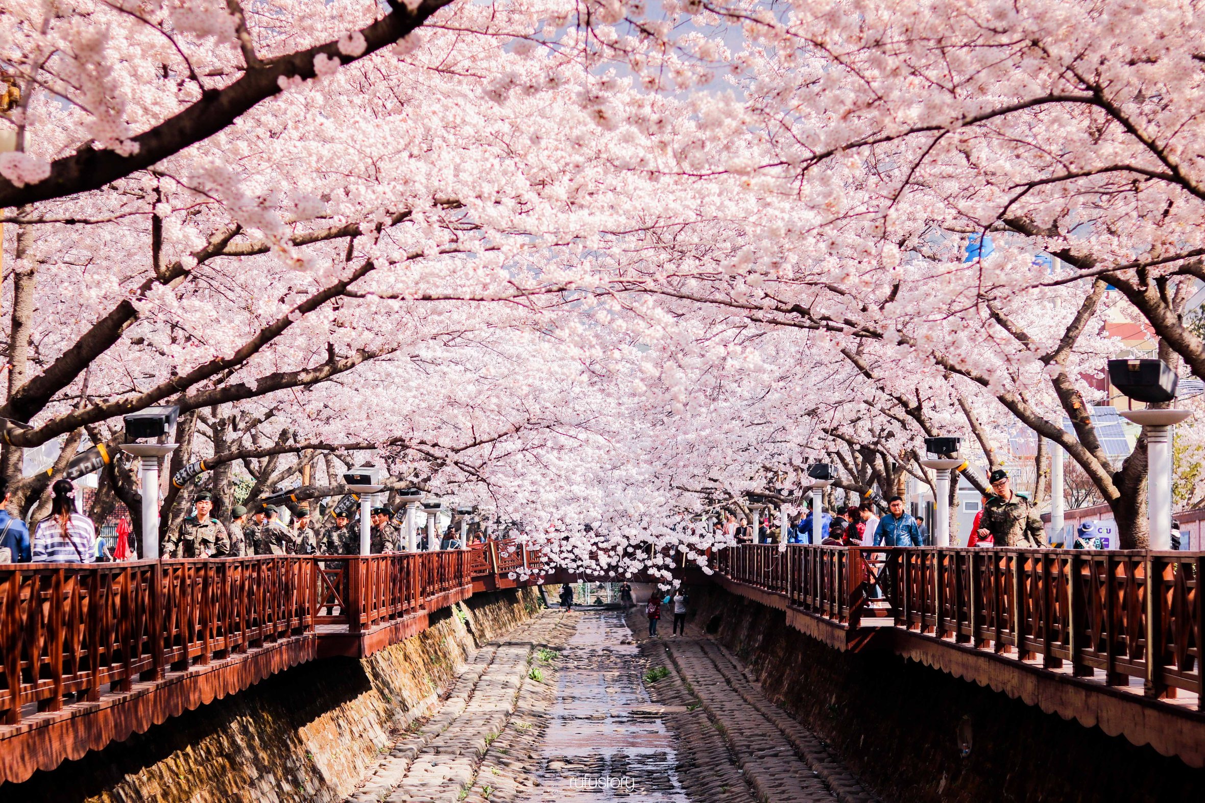 Paling Keren 17 Wallpaper Bunga  Sakura  Korea Gambar  Bunga  HD