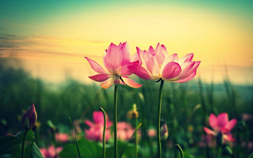 Wallpaper Gambar Bunga Teratai - Gif Flor De Lotus , HD Wallpaper & Backgrounds