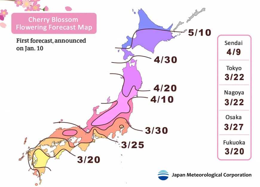 Cherry Blossom Japan 2019 , HD Wallpaper & Backgrounds