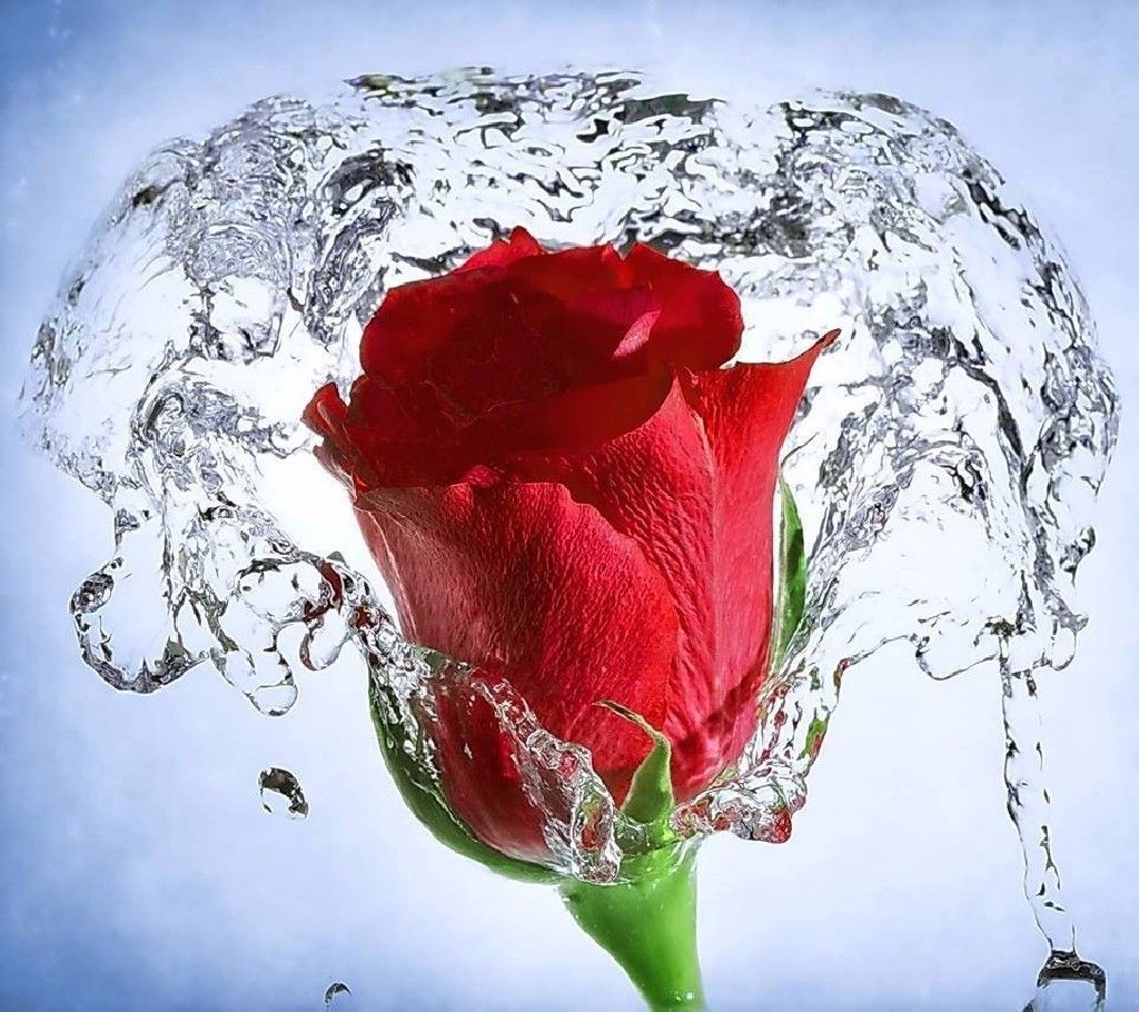 Rose, Red Flowers, Splashes, Water, Flowers Wallpapers - Water Flower Images Hd , HD Wallpaper & Backgrounds