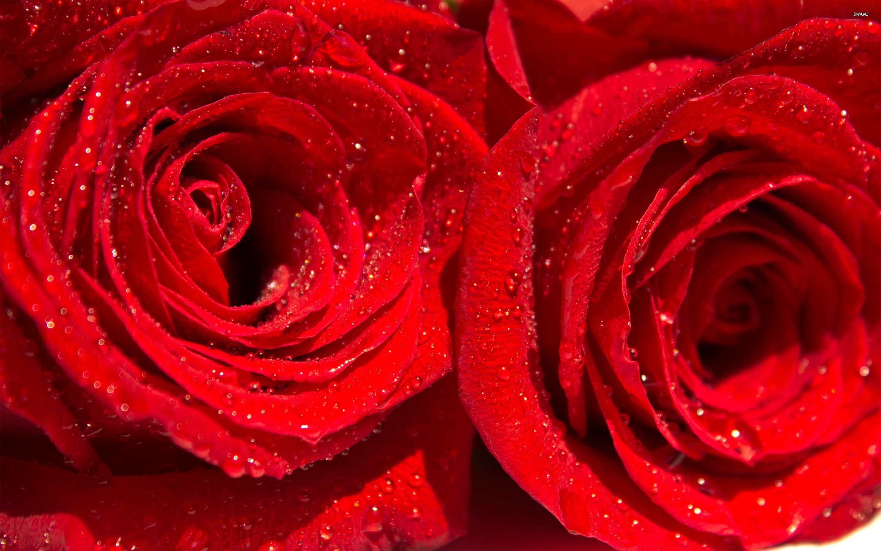 Red Rose With Water Droplet , HD Wallpaper & Backgrounds