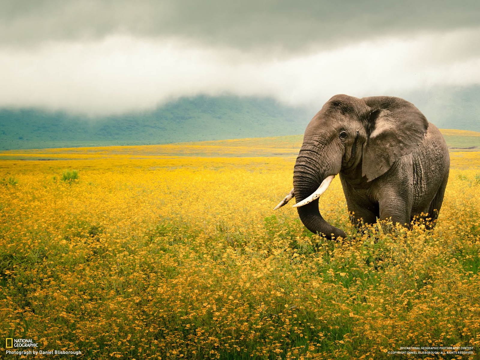 National Geographic, Fields, Animals, Tanzania, Elephants, - National Geographic , HD Wallpaper & Backgrounds