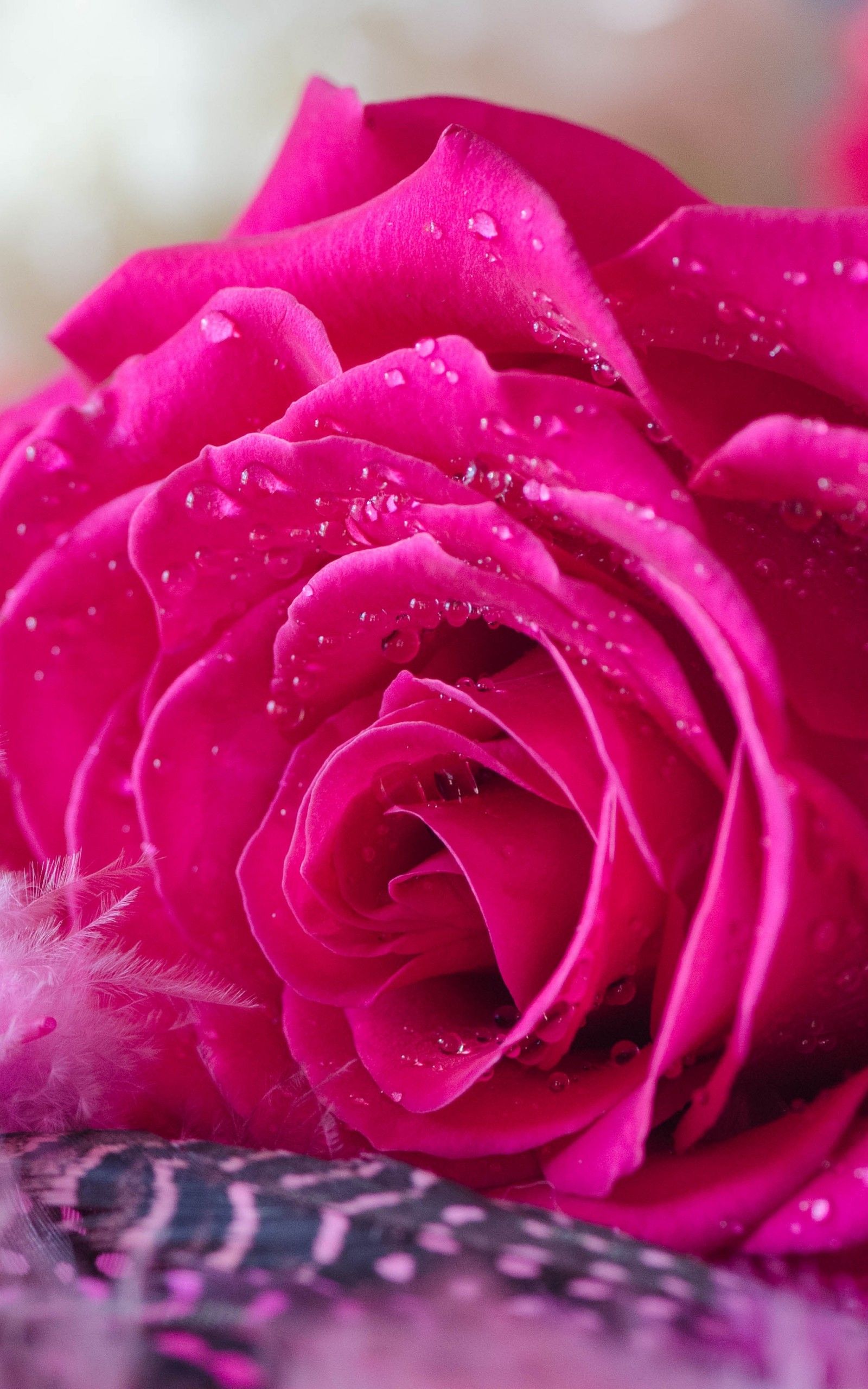 Download Pink Rose, Water Drops Wallpapers For Google - Water Drops On Roses , HD Wallpaper & Backgrounds