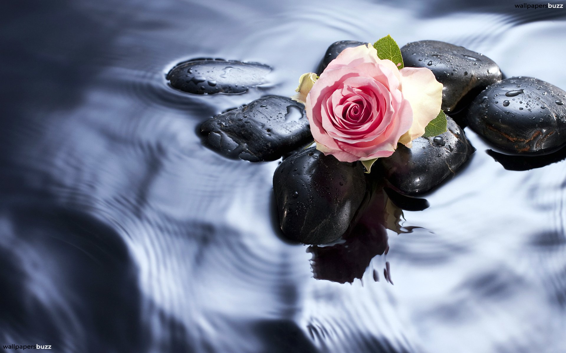 Imagenes De Rosas En El Agua , HD Wallpaper & Backgrounds