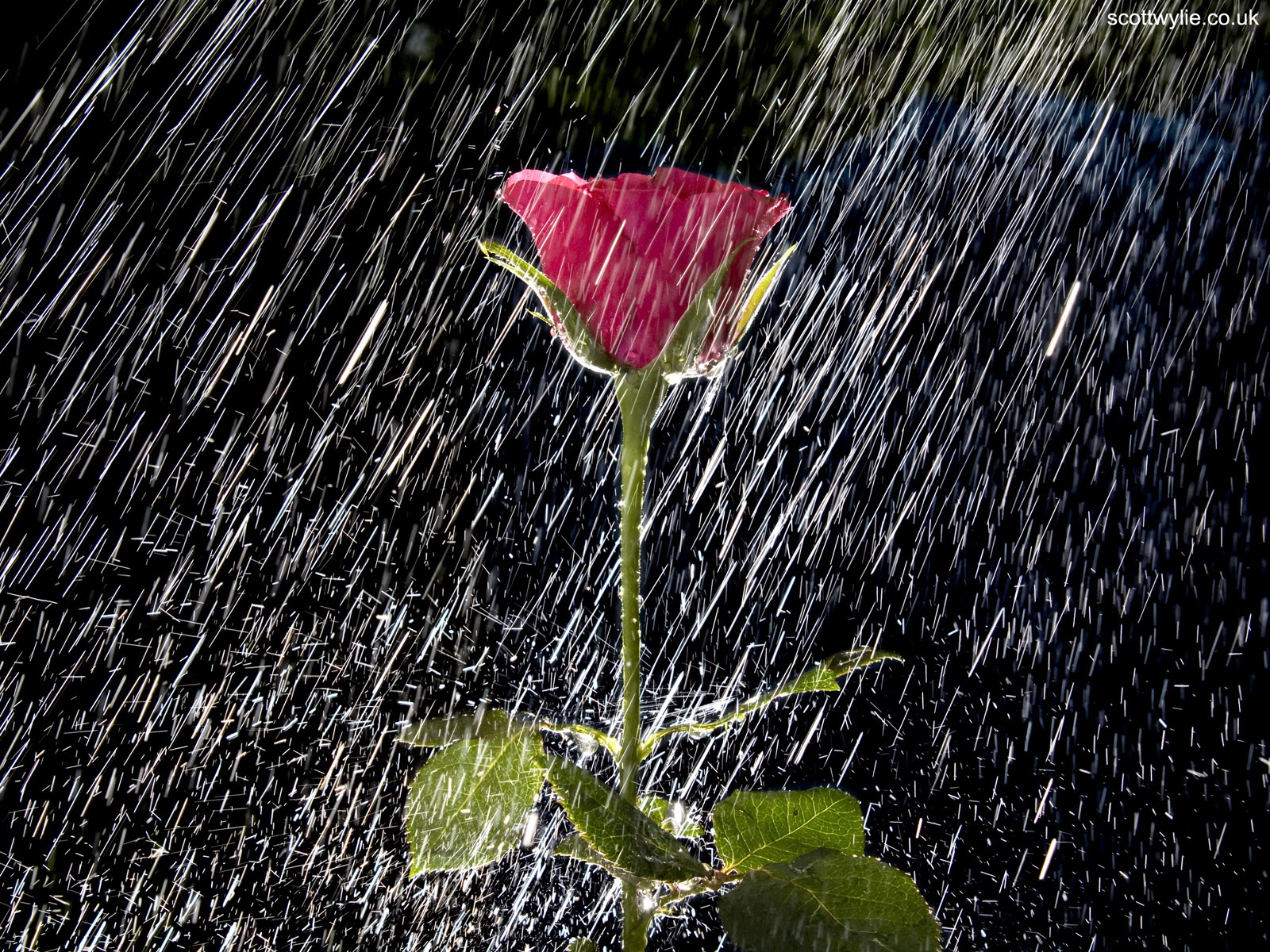 Rose And Water Spray Wallpapers And Stock Photos - Imagenes De Lluvia , HD Wallpaper & Backgrounds
