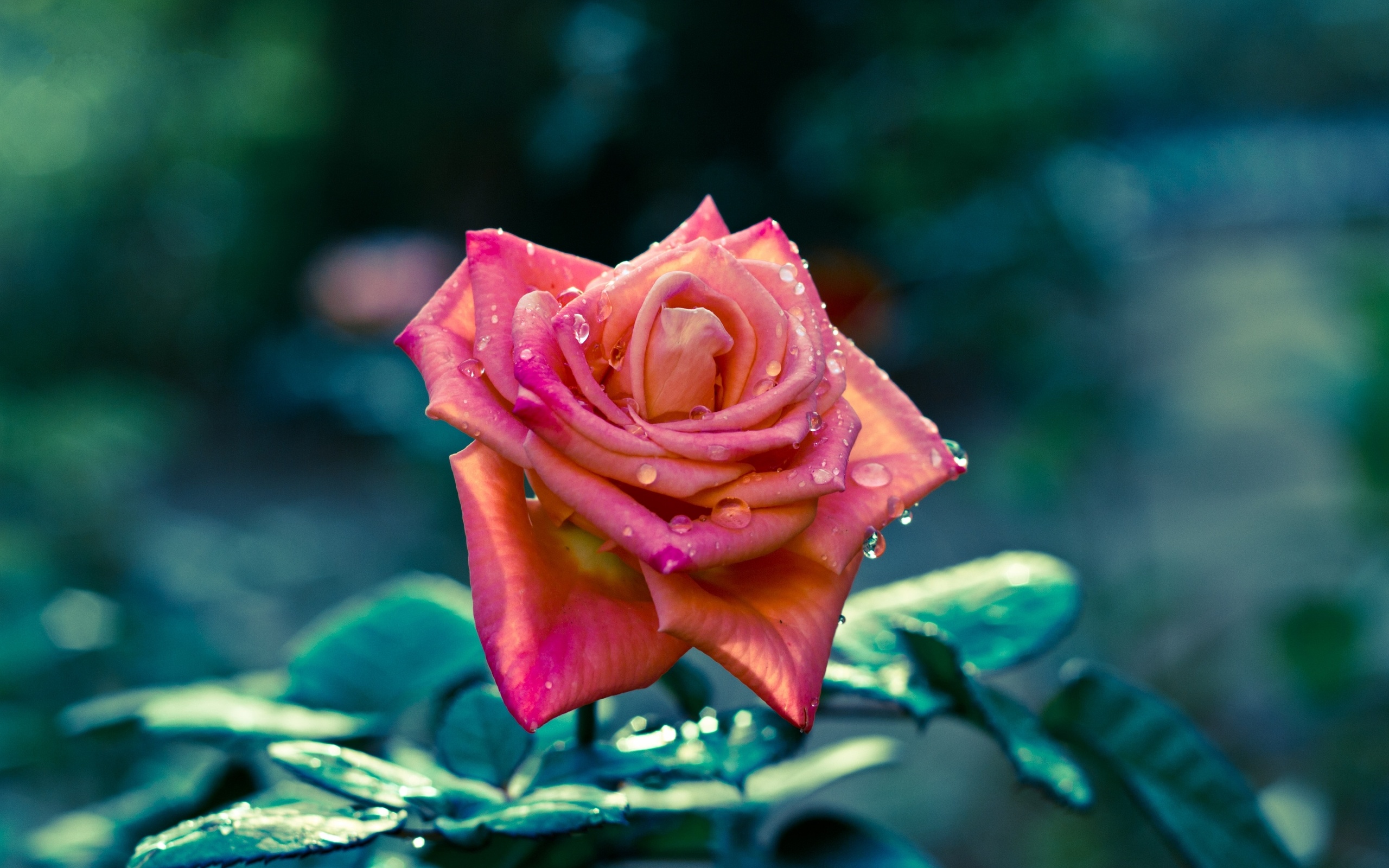 Water Drops On A Red Rose Wallpaper Flowers Wallpapers - Desktop Wallpaper Download Flower , HD Wallpaper & Backgrounds