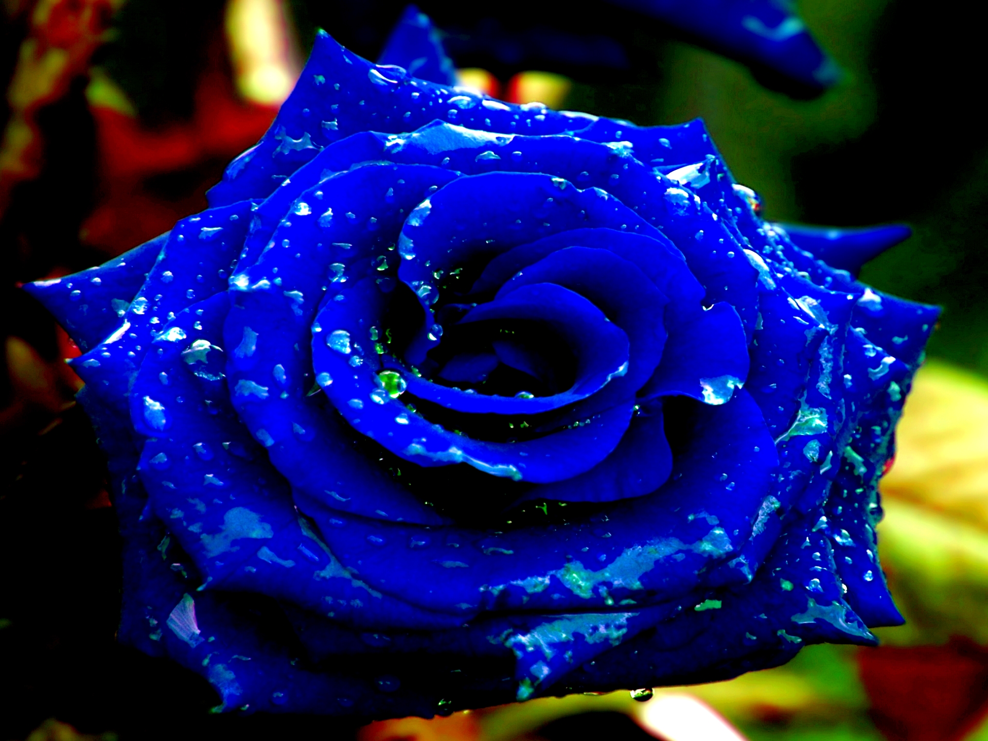 Blue Rose Flowers Wallpapers - Blue Rose Wallpaper Hd , HD Wallpaper & Backgrounds