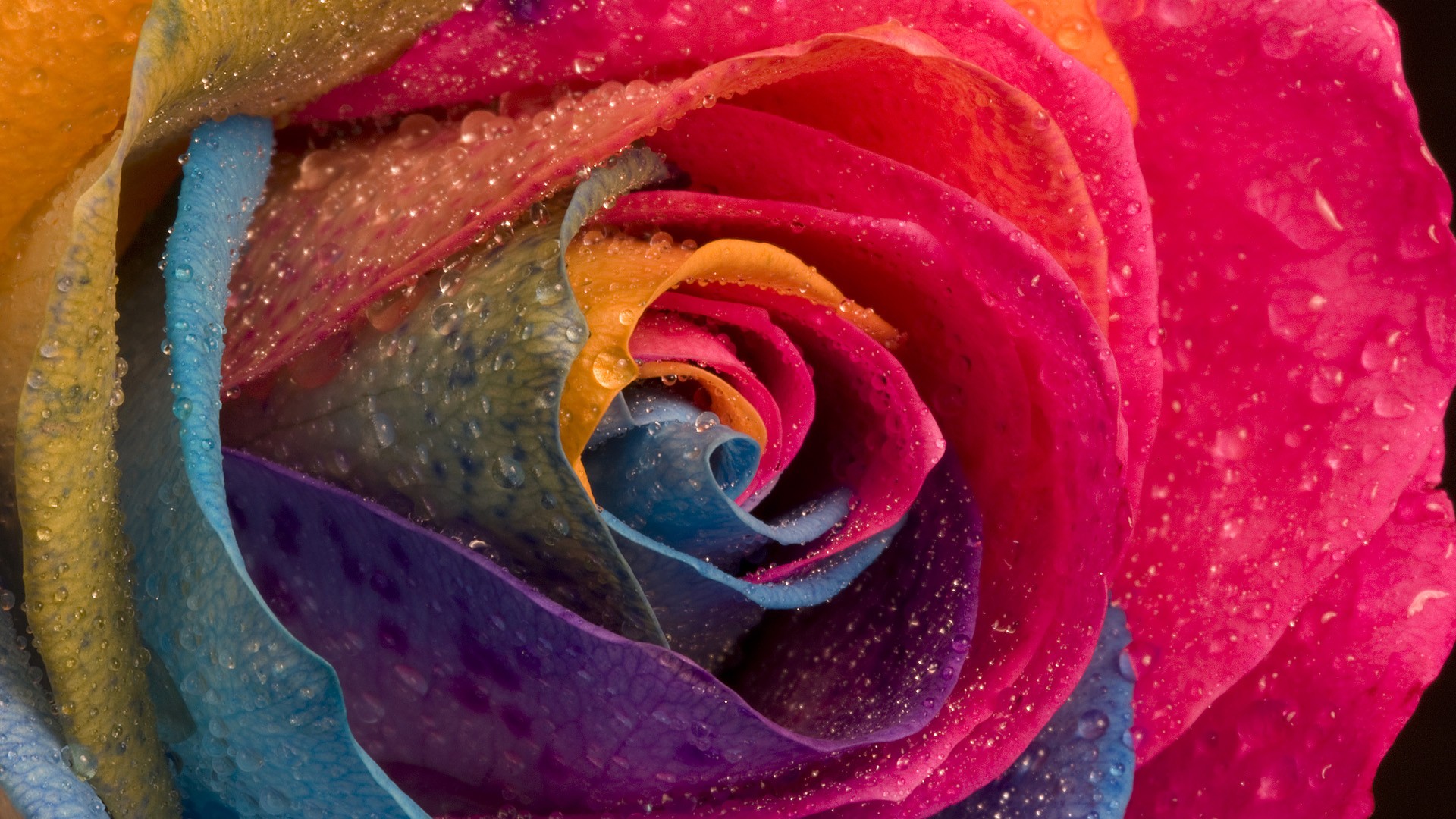 Multicolor, Flowers, Water Drops, Macro, Roses - 1080p Roses Wallpaper Hd , HD Wallpaper & Backgrounds