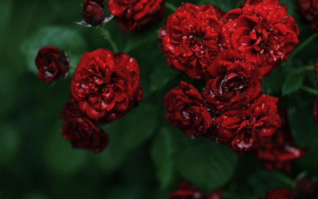 Flowers Rose Roses Red Small Bush Dew Drops Water - Red Flowers Facebook Cover , HD Wallpaper & Backgrounds