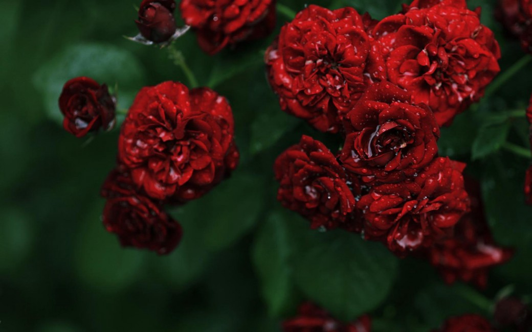 Flowers Rose Roses Red Small Bush Dew Drops Water - Red Flowers Facebook Cover , HD Wallpaper & Backgrounds