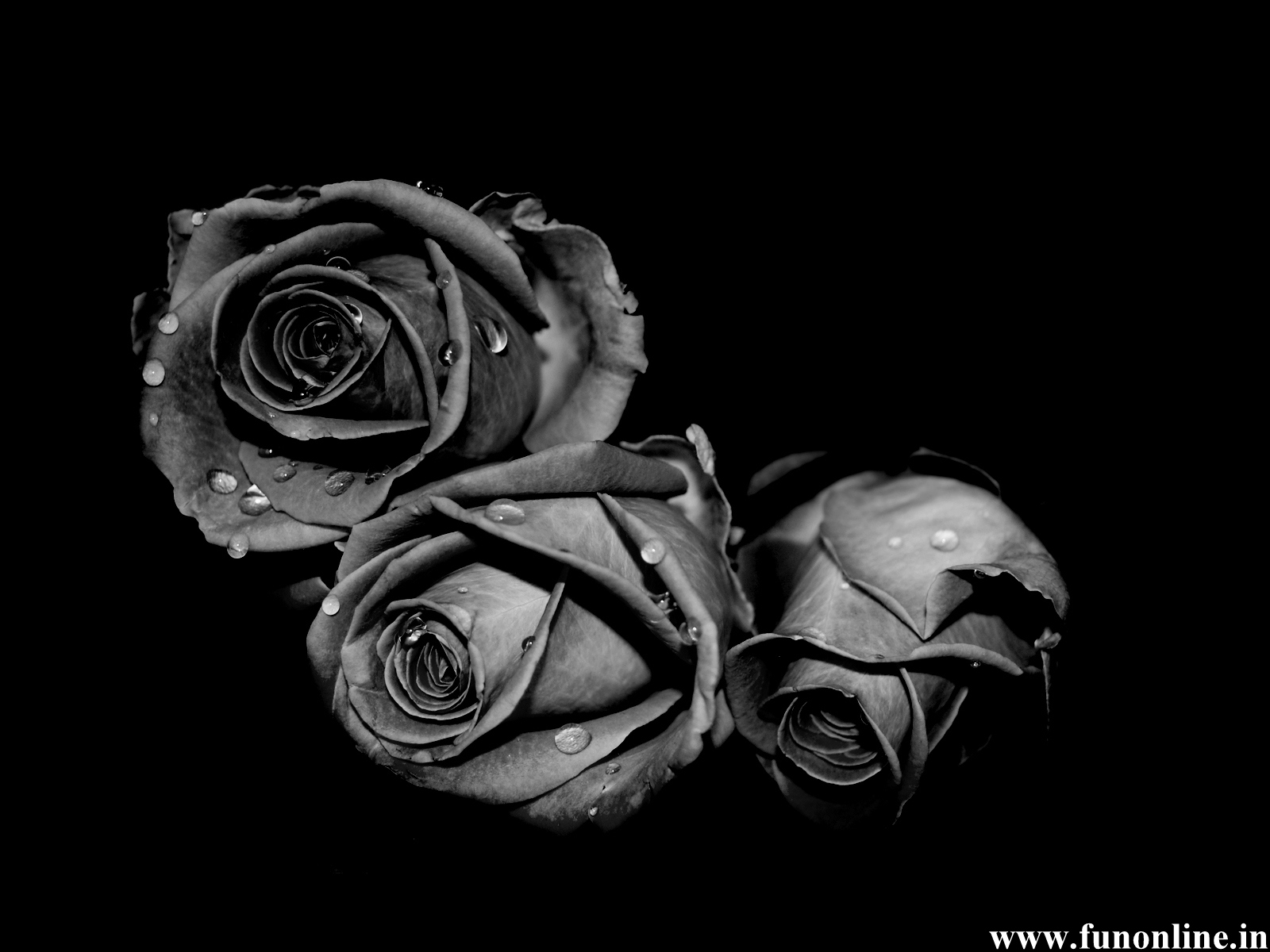 Water Rose Hd Wallpaper - Black And White Roses Hd , HD Wallpaper & Backgrounds