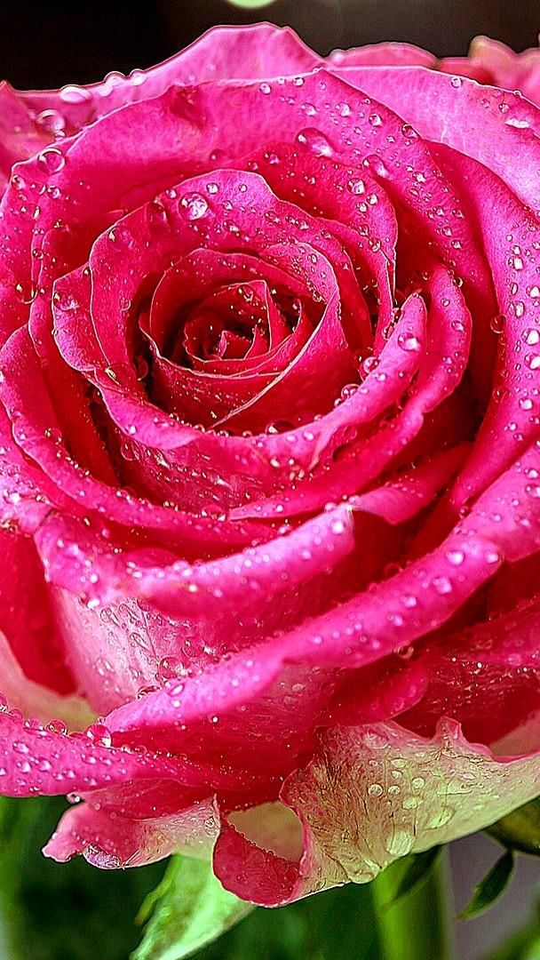 Landscape Portrait - Pink Rose With Water Drops , HD Wallpaper & Backgrounds