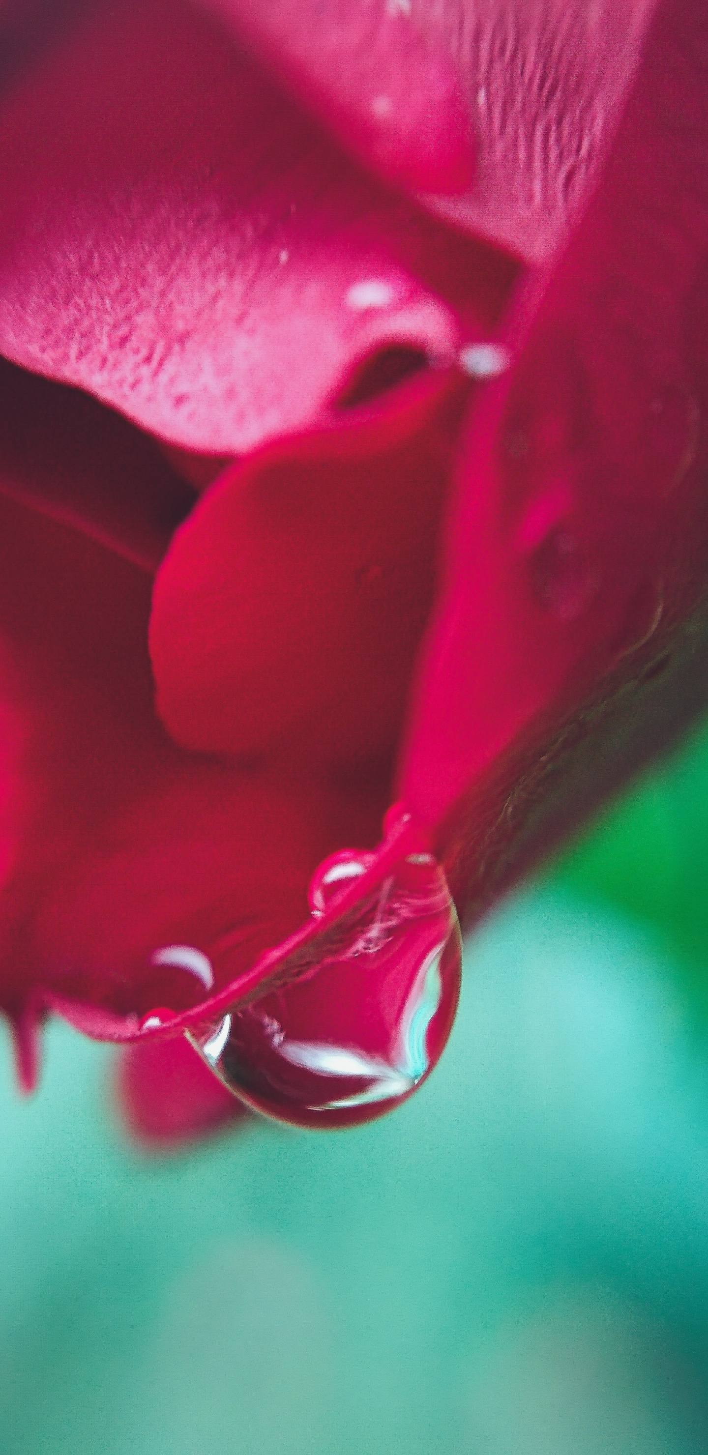Rose, Flower, Macro, Drops, Wallpaper - Garden Roses , HD Wallpaper & Backgrounds