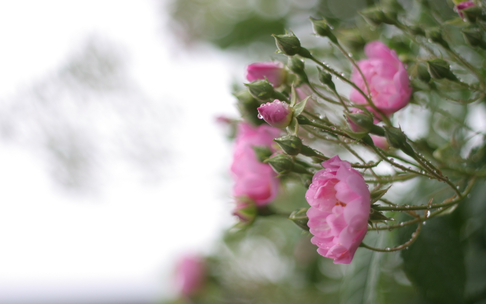 Rose Flowers Leaves Rain Water - Rose Flower On Rain , HD Wallpaper & Backgrounds