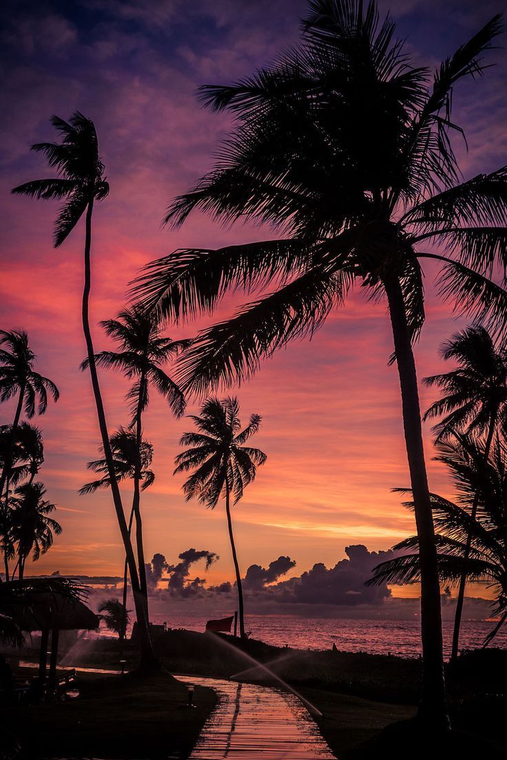 Image Result For Sunset With Palm Trees Tumblr Night - Sunset Palm Trees , HD Wallpaper & Backgrounds