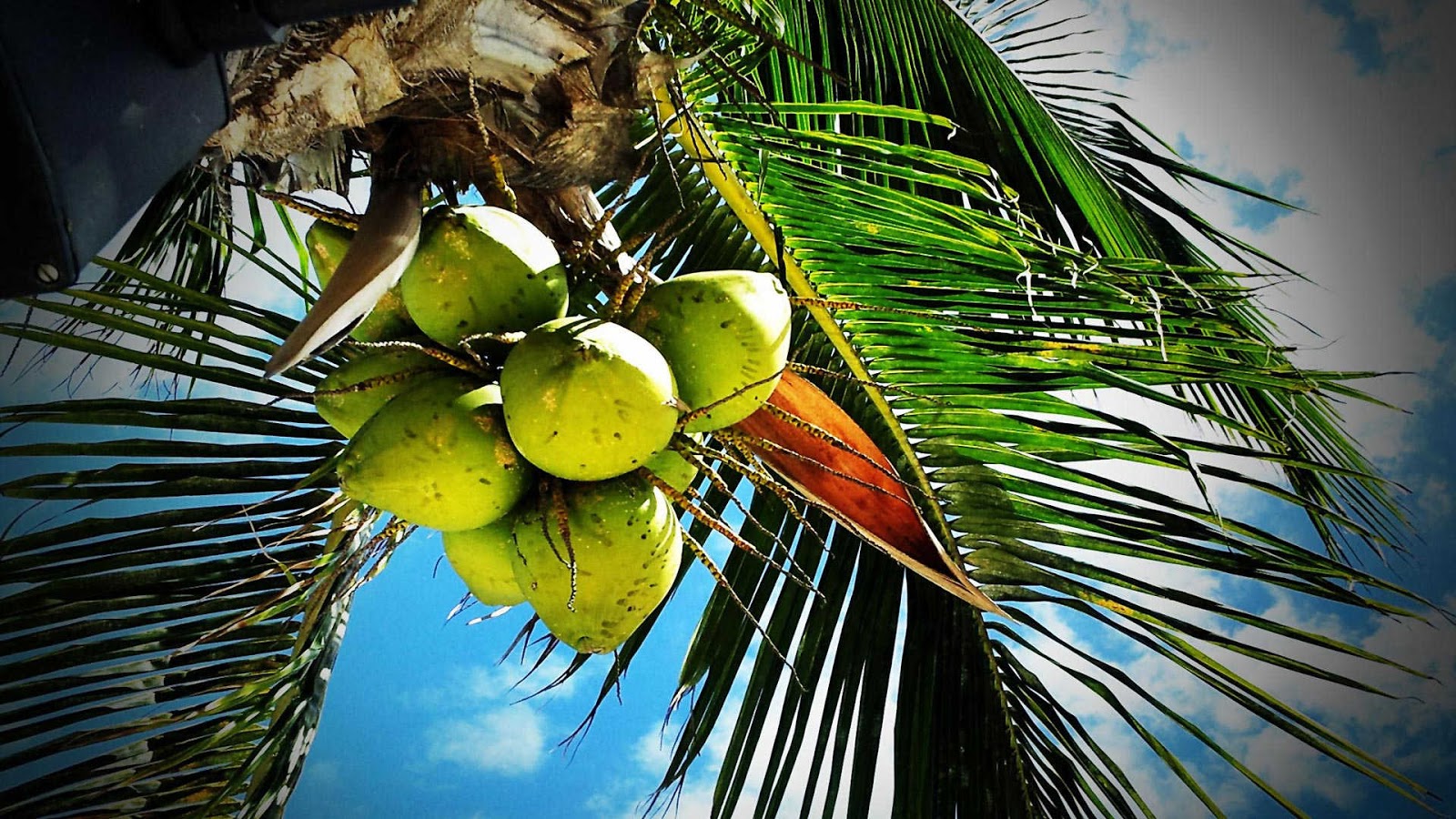 Paling Populer 11 Gambar Buah Kelapa Gani Gambar