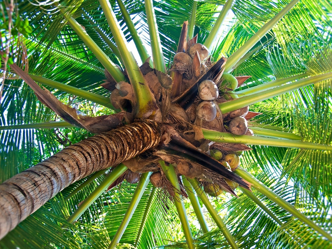 Menyewakan Pohon Kelapa Untuk Diambil Niranya - Palmera Con Cocos , HD Wallpaper & Backgrounds