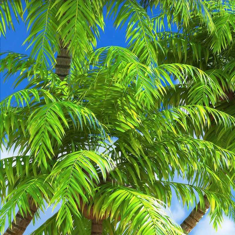 Tema Wallpaper Kamar Alam 18 Unik Ide Kreatif Dari - Coconut Trees , HD Wallpaper & Backgrounds