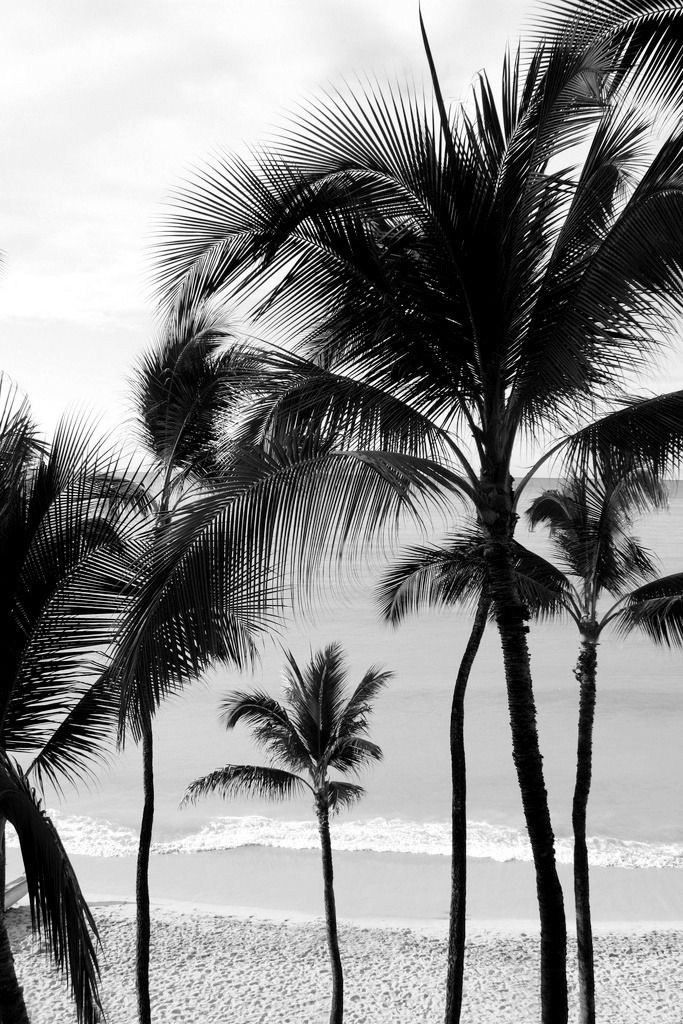Float - Photo - Palm Tree Background , HD Wallpaper & Backgrounds