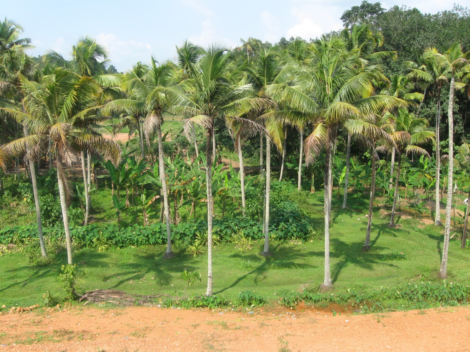 Pohon Kelapa - Coconut Tree In Uttar Pradesh , HD Wallpaper & Backgrounds