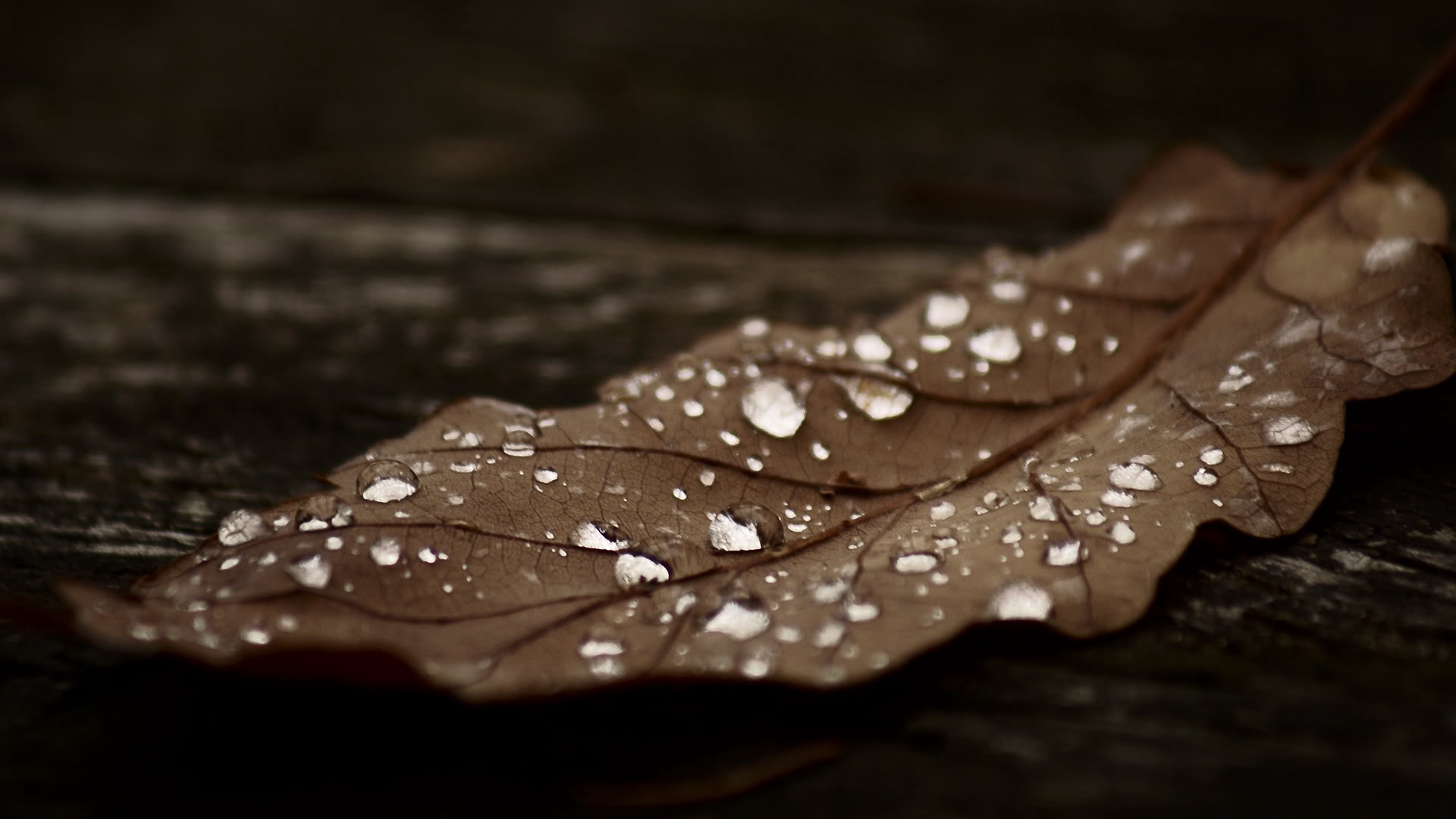 Wallpaper Leaves, Dry, Autumn, Brown, Dark - Facts About Life In Islam , HD Wallpaper & Backgrounds
