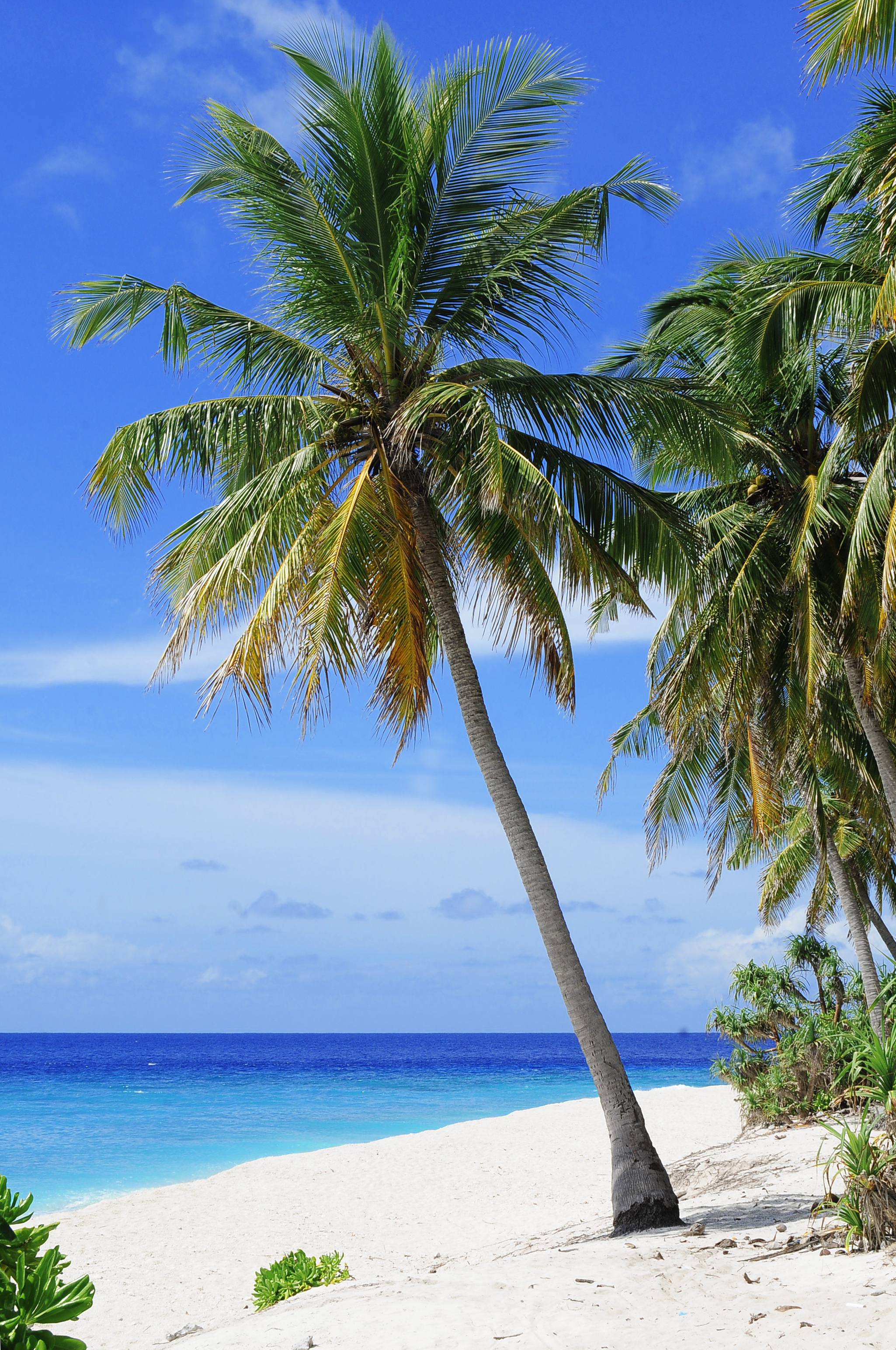 Palm Tree And Beach , HD Wallpaper & Backgrounds