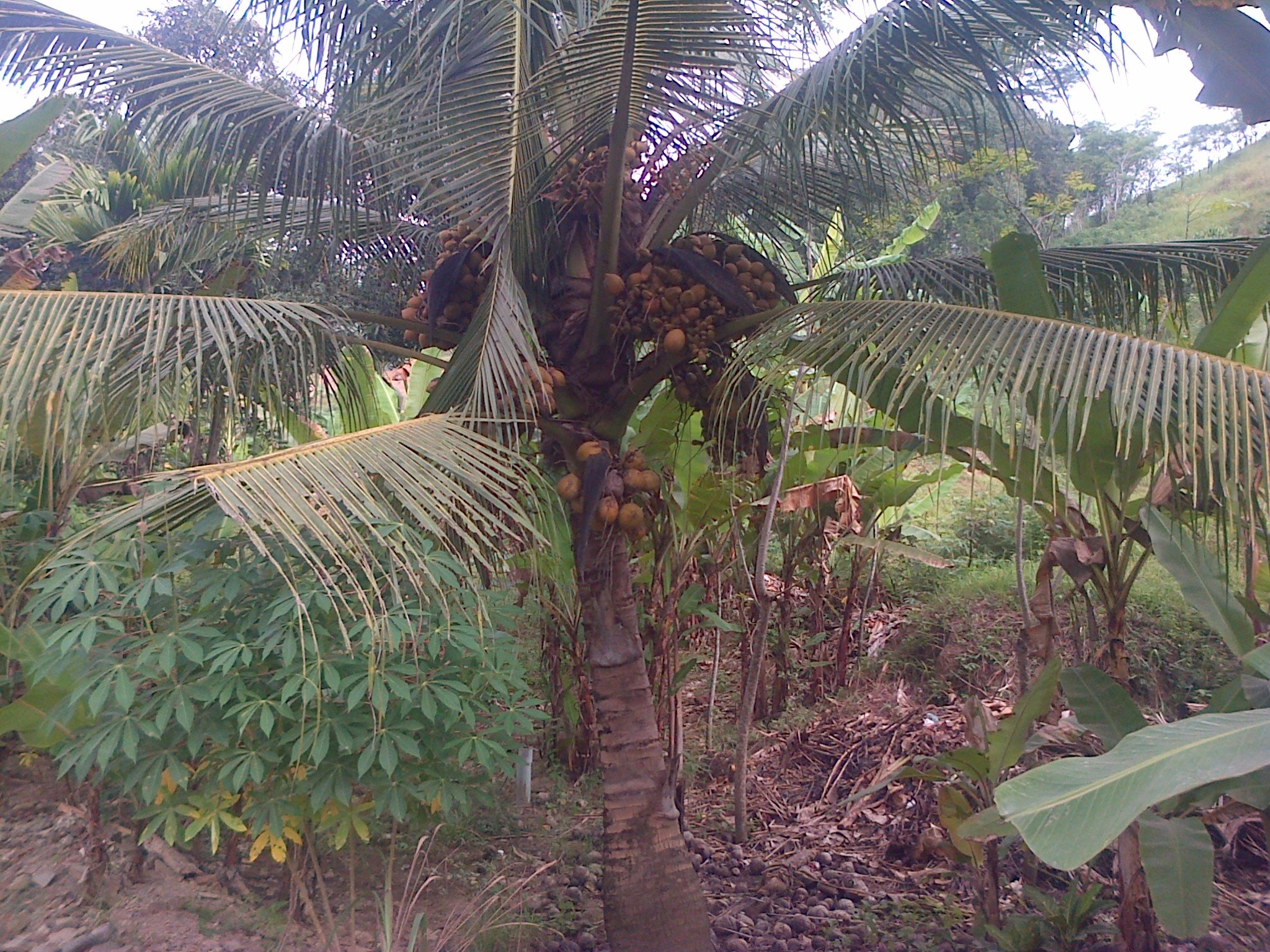 Buah Yang Besar Dari Pohon “kelapa 100” Itu, Juga Jauh - Attalea Speciosa , HD Wallpaper & Backgrounds