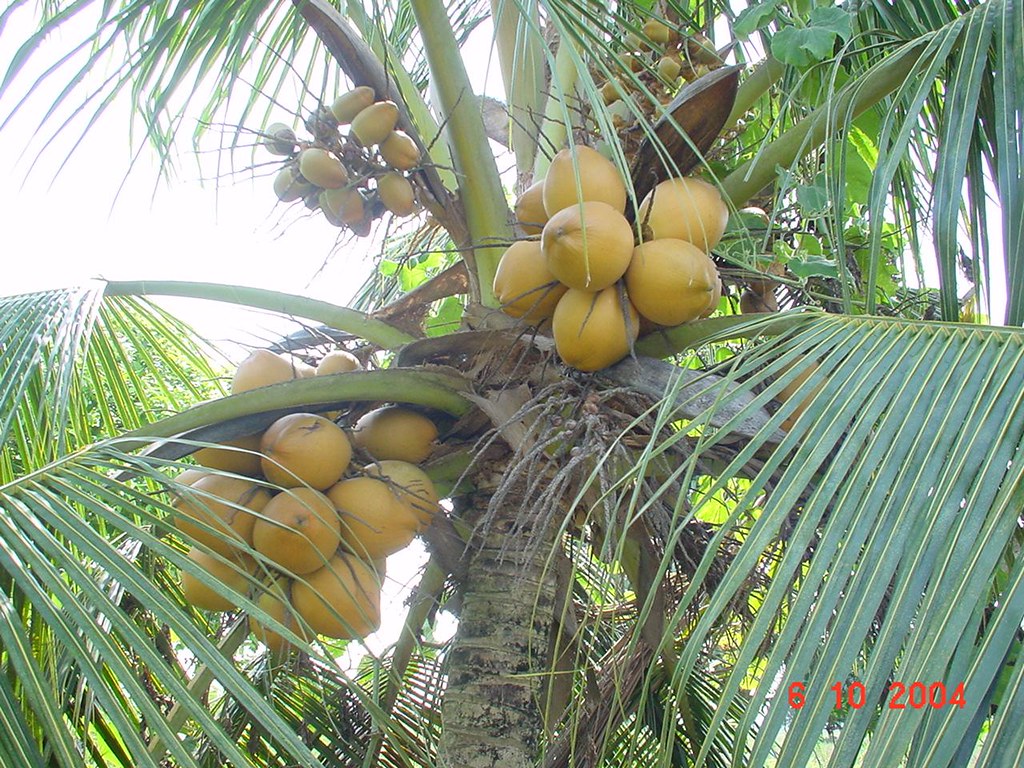 Kelapa Muda Pohon - Attalea Speciosa , HD Wallpaper & Backgrounds