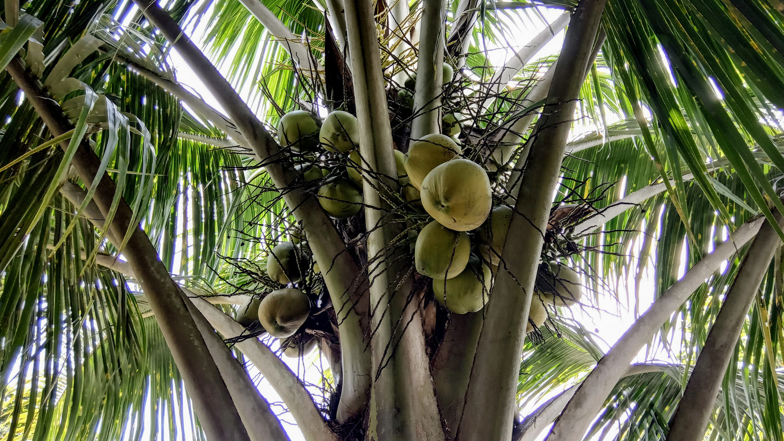 Manfaat Pohon Kelapa Atau Cocos Nucifera Dalam Kehidupan - Attalea Speciosa , HD Wallpaper & Backgrounds