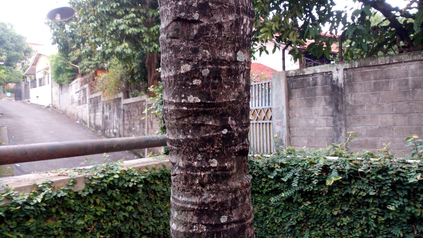 Batang Pohon Kelapa , HD Wallpaper & Backgrounds