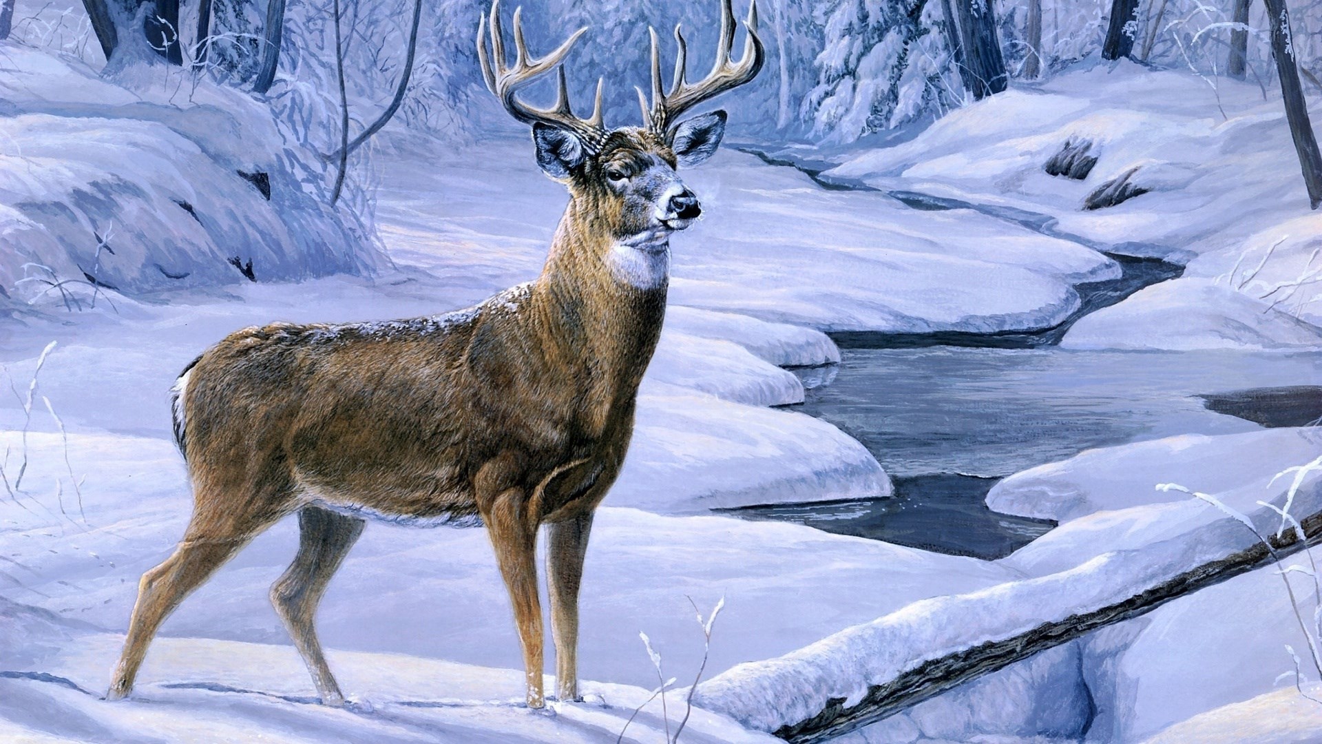 Deer Hd , HD Wallpaper & Backgrounds