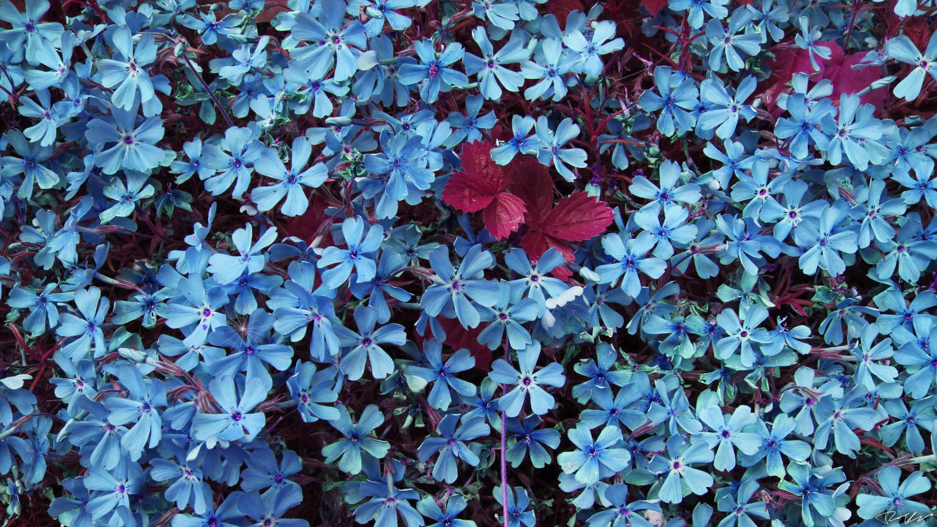 Originalhd Blue Flowers Wallpapers - Blue Flowers Twitter Header , HD Wallpaper & Backgrounds