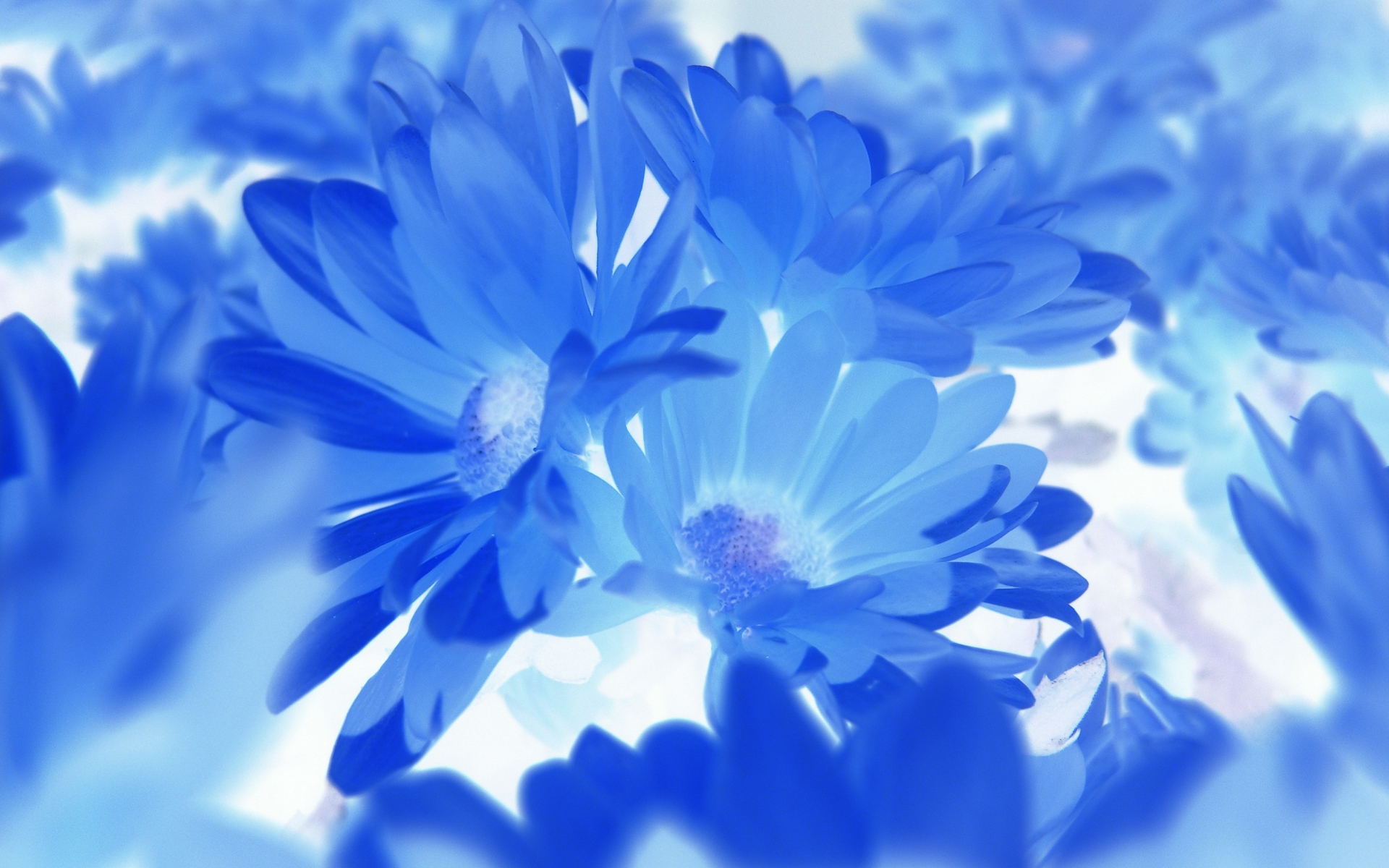 Blue Flower Wallpapers Hd Resolution - Fond Ecran Fleur Bleu , HD Wallpaper & Backgrounds
