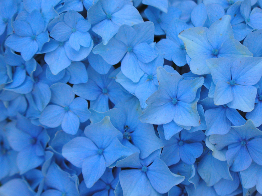 Blue Flowers Wallpaper - Real Blue Flowers Background , HD Wallpaper & Backgrounds