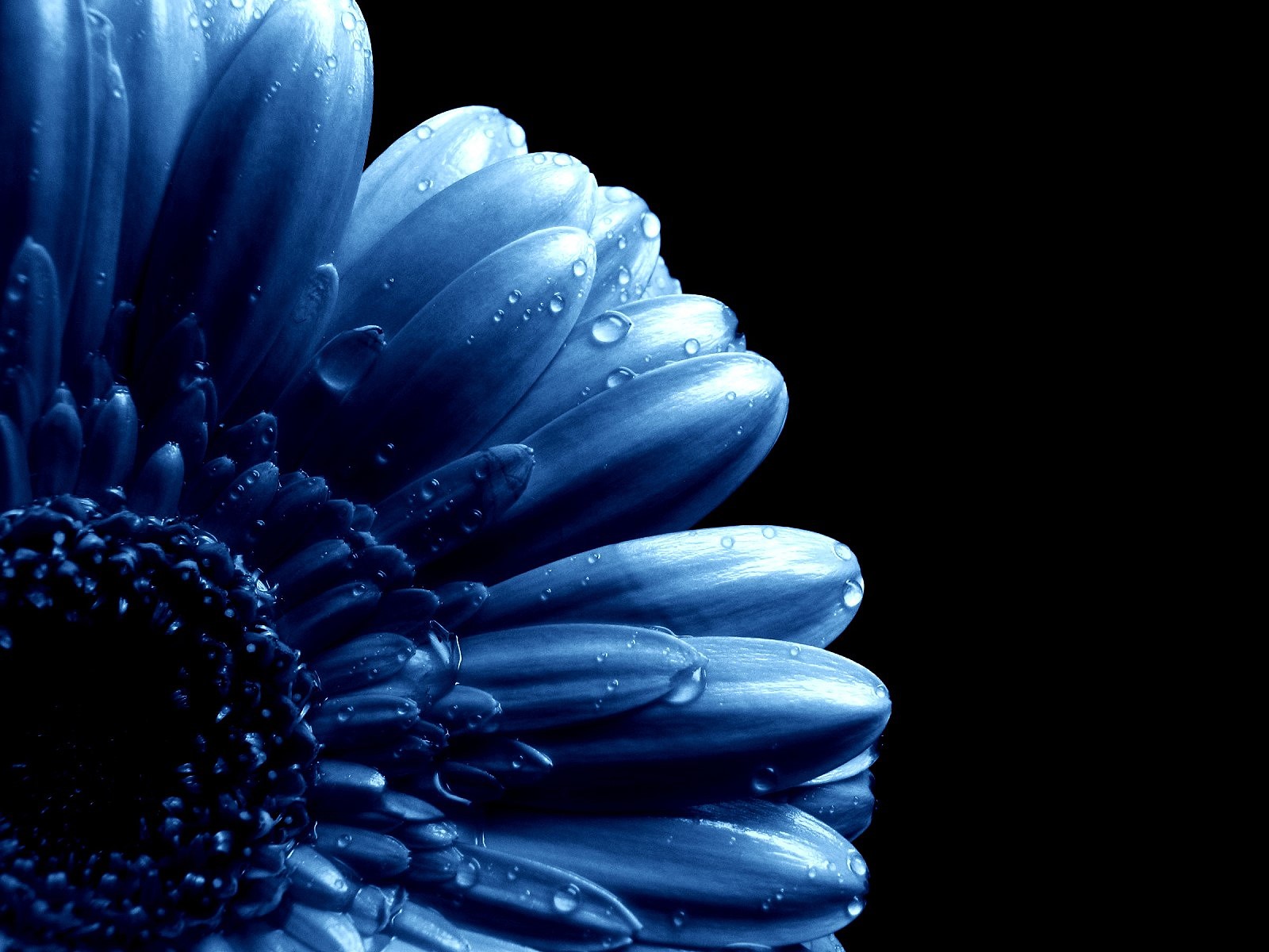 Blue Flowers Hd Wallpapers 20 Background Wallpaper - Dark Blue Flower Hd , HD Wallpaper & Backgrounds
