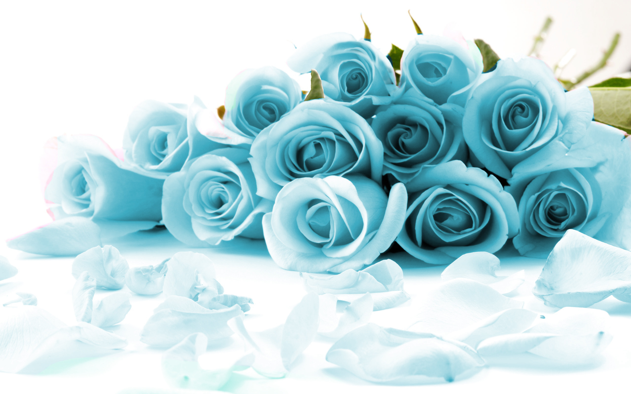 Blue Rose Wallpaper - Blue Roses Meaning , HD Wallpaper & Backgrounds