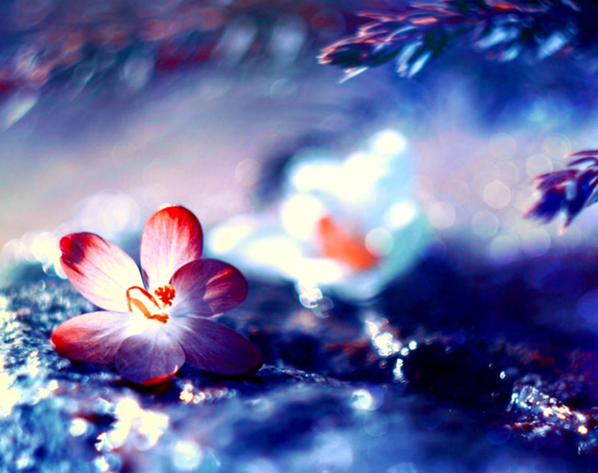 Flowers Blurred Flower Beautiful Blured Blue Pretty - Pretty Blurred Flower Backgrounds , HD Wallpaper & Backgrounds