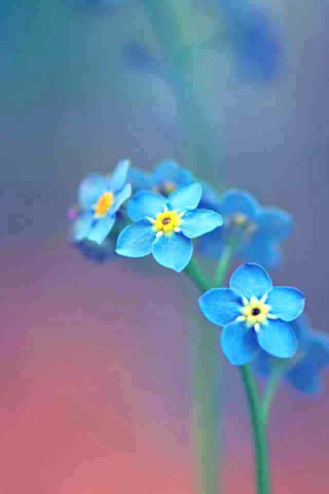 Blue Flowers Wallpaper Room Warm Fashion Flower Desktop - Promise To My Son , HD Wallpaper & Backgrounds