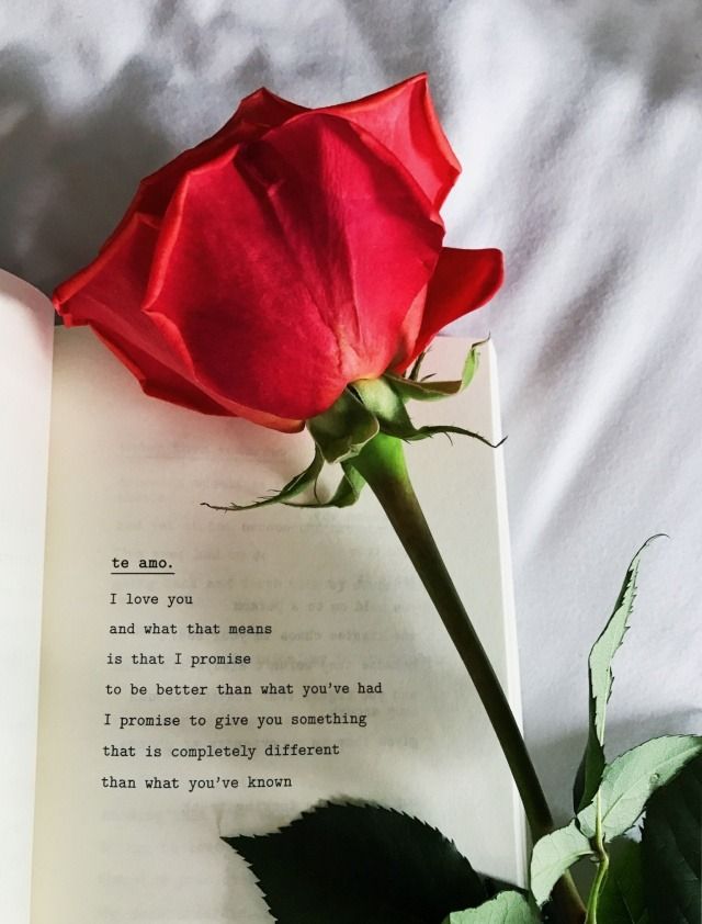 Dinu Rose Quotes, Red Roses Quotes, Aesthetic Roses, - Rose For Someone Special , HD Wallpaper & Backgrounds