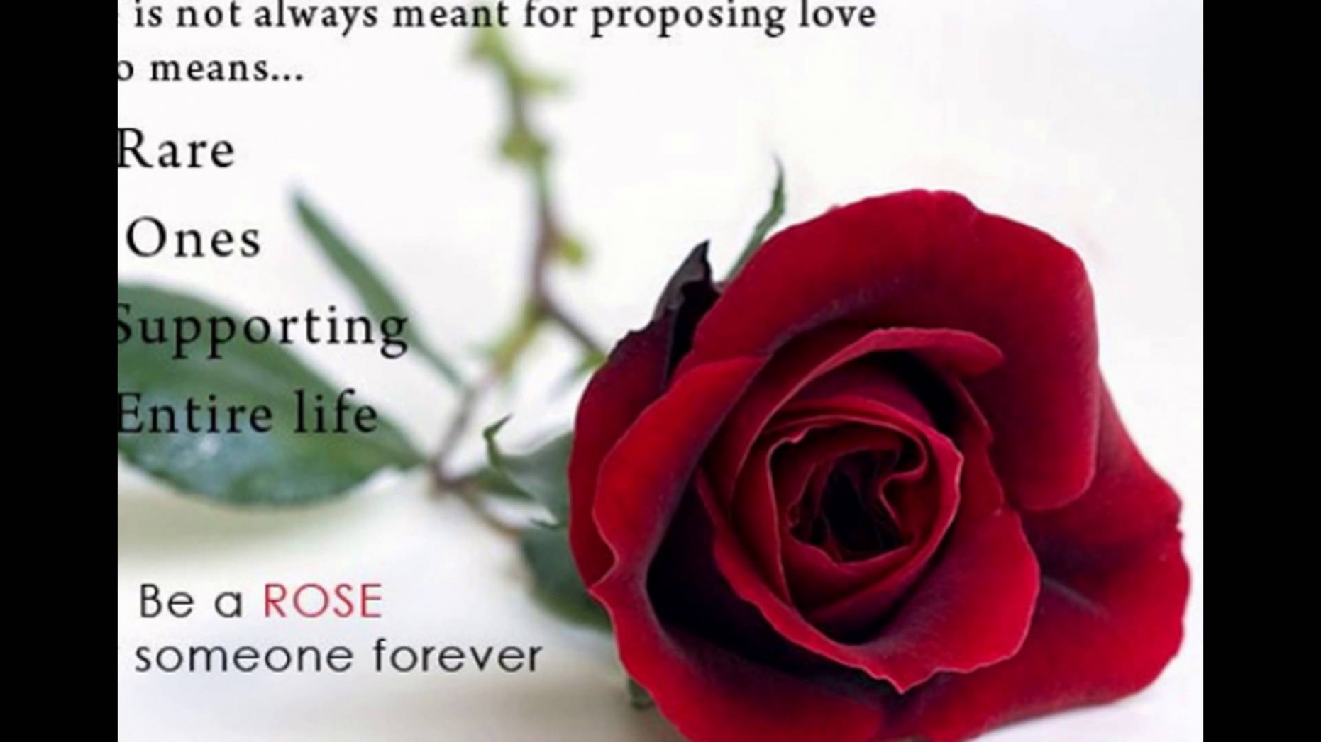 Rose Day 15 Status Fb Whatsapp Timeline Cover Images - Rose Flower With Quotes , HD Wallpaper & Backgrounds