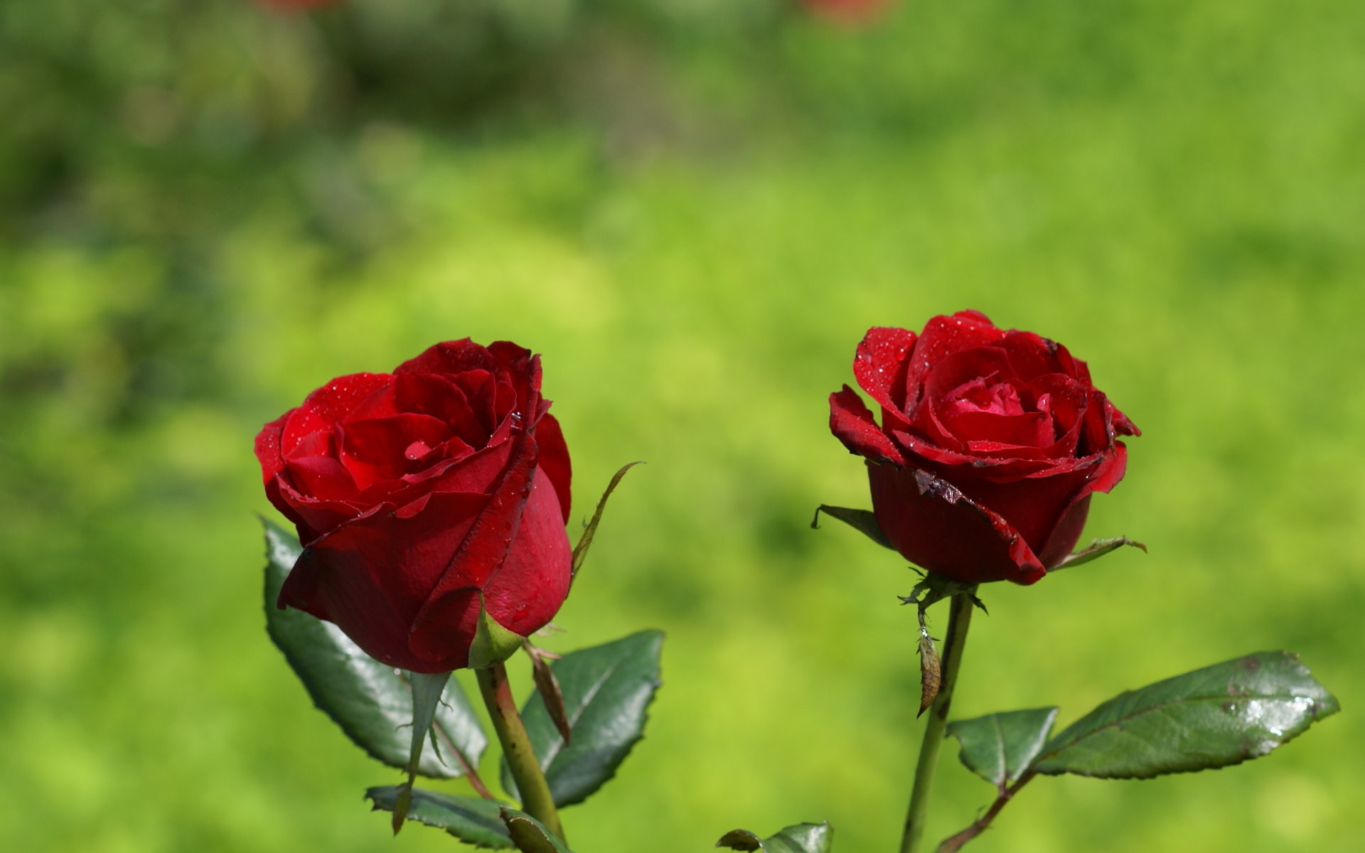 More Wallpaper Collections - Hd Rose Image Download , HD Wallpaper & Backgrounds