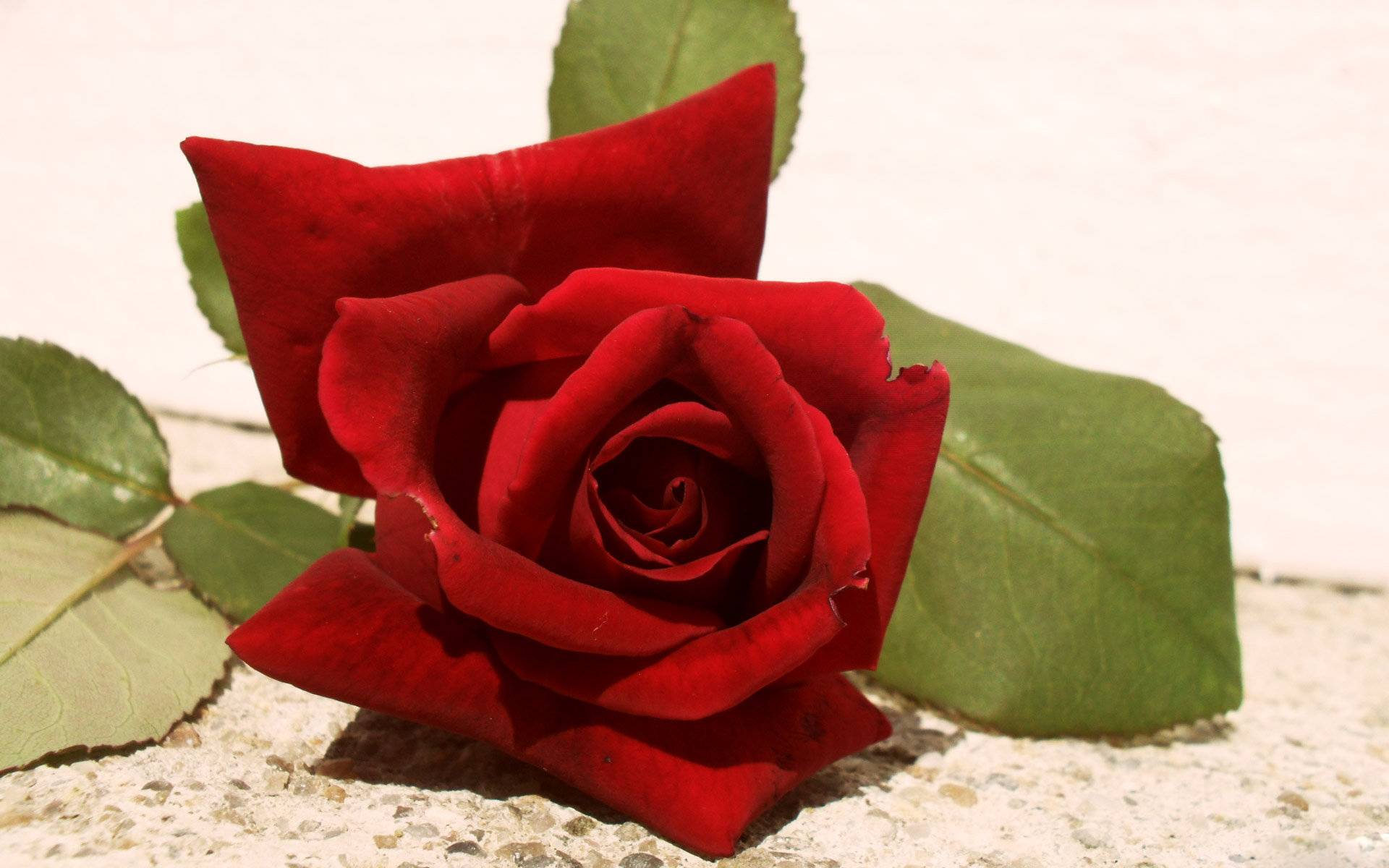 Red Rose Collected,download Free Love Wallpapers,love - Garden Roses , HD Wallpaper & Backgrounds